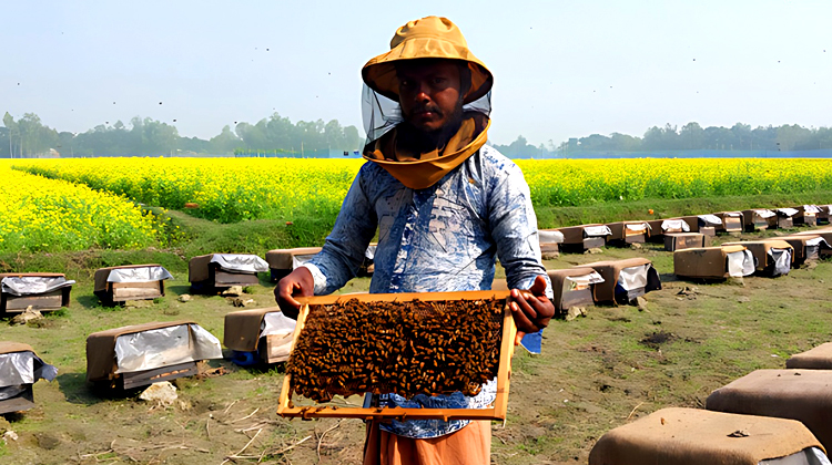 মধু আহরণে ব্যস্ত টাঙ্গাইলের মৌচাষিরা