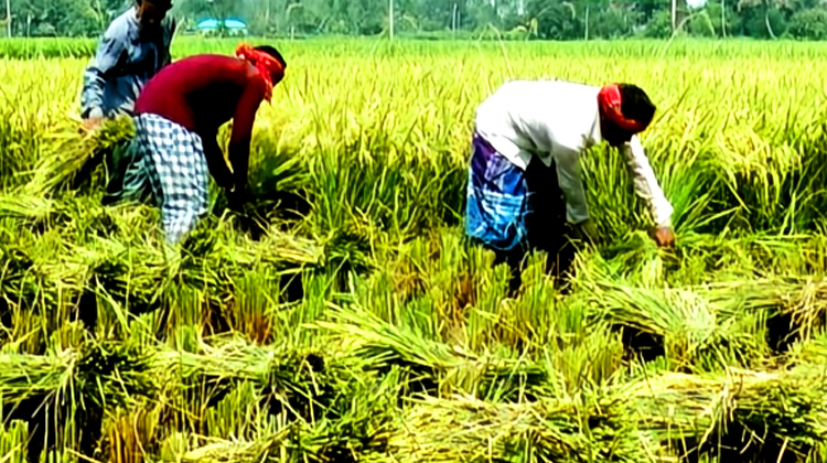 টাঙ্গাইলে ধান আবাদে লক্ষ্যমাত্রা ছাড়িয়ে গেছে