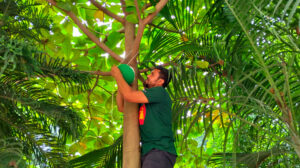 টাঙ্গাইলে পাখি রক্ষায় গাছে গাছে মাটির হাঁড়ি