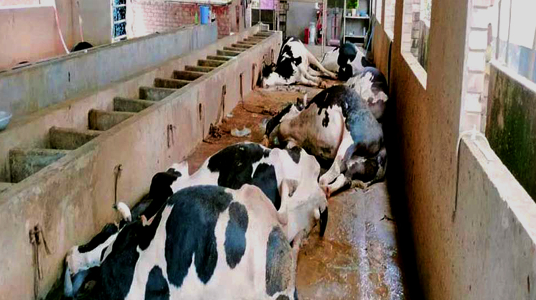 টাঙ্গাইলে ভুল চিকিৎসায় ৫ গরুর মৃত্যু, দিশেহারা খামারি