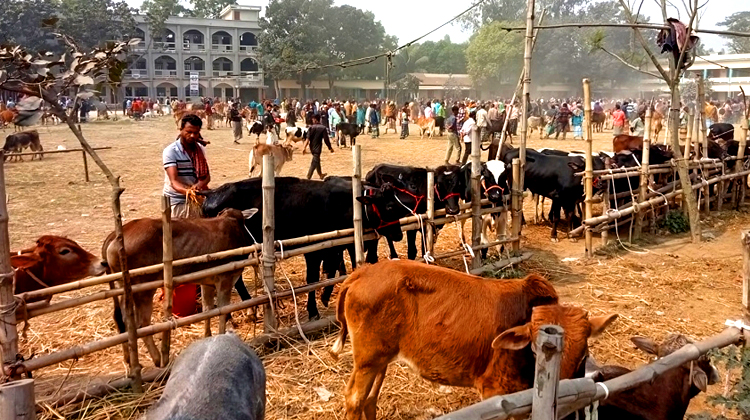 টাঙ্গাইলে স্কুল বন্ধ রেখে মাঠে বসানো হল পশুর হাট!