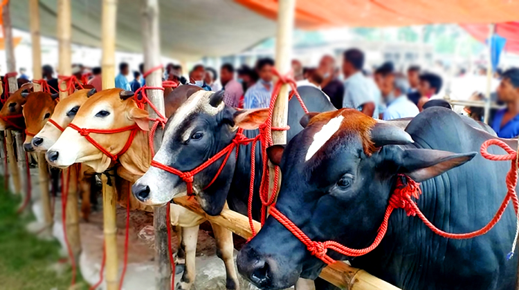 টাঙ্গাইলে কোরবানির পশু চাহিদার চেয়ে ২৯ হাজার বেশি